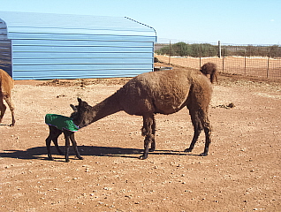 Griffin checks out Kanika when she was a small cria