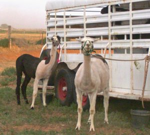 The Visiting Llamas sporting a newly shorn look